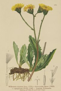 Willemetia (Willemetia stipitata, Willemetia hieracioides, Willemetia apargioides)
